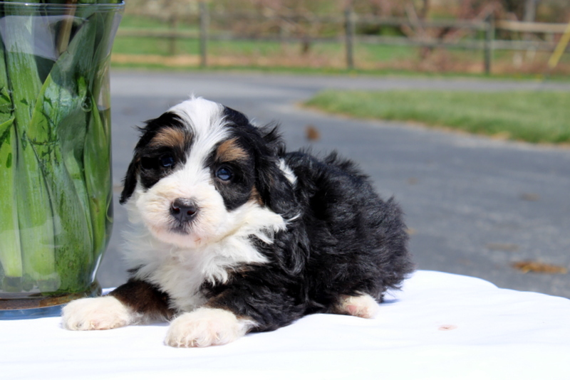 puppy, for, sale, Mini Bernedoodle F2, Matthew B. Stoltzfus, dog, breeder, Gap, PA, dog-breeder, puppy-for-sale, forsale, nearby, find, puppyfind, locator, puppylocator, aca